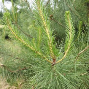 PINUS radiata