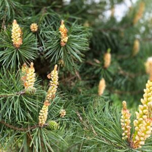 PINUS sylvestris