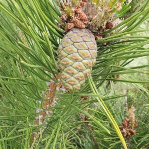PINUS thunbergii