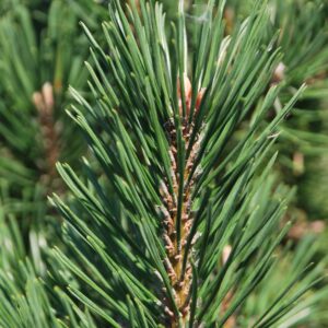 PINUS uncinata