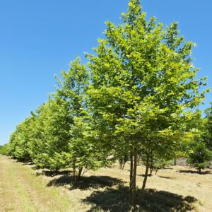 PLATANUS orientalis
