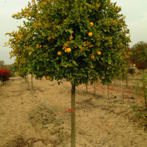 PONCIRUS trifoliata