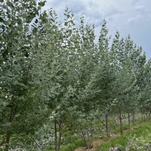 POPULUS alba