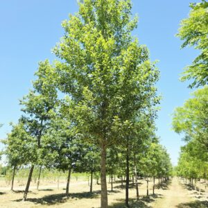 POPULUS koreana
