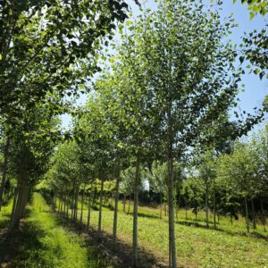 POPULUS nigra