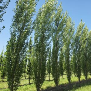 POPULUS simonii
