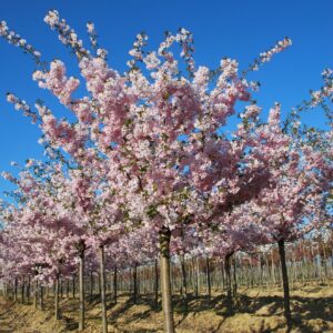 PRUNUS 'Accolade'