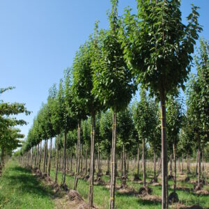 PRUNUS avium 'Plena'