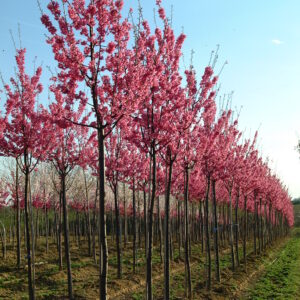 PRUNUS 'Colling Wood Ingram'