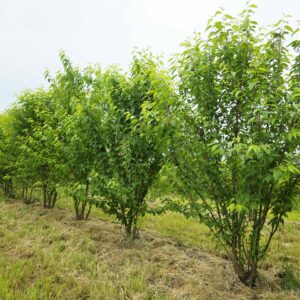 PRUNUS maackii