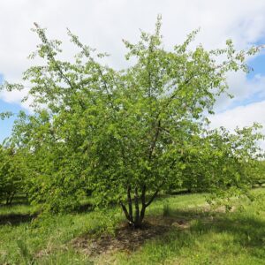 PRUNUS mahaleb