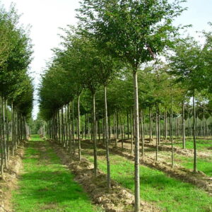PRUNUS 'Pandora'