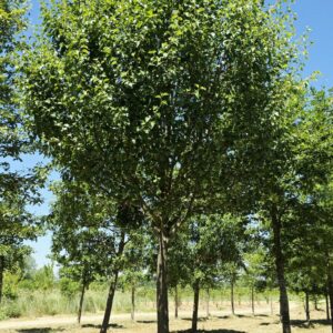 PYRUS calleryana 'Bradford'