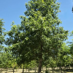 QUERCUS acutissima
