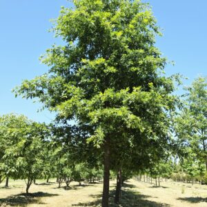 QUERCUS cerris