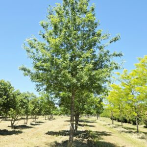 QUERCUS coccinea