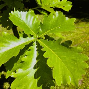 QUERCUS dentata