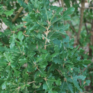 QUERCUS hispanica 'Diversifolia'