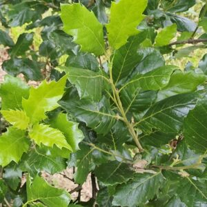 QUERCUS hispanica 'Ambrozyana'