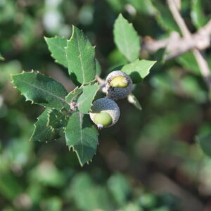 QUERCUS ilex rotundifolia