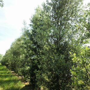 QUERCUS ilex