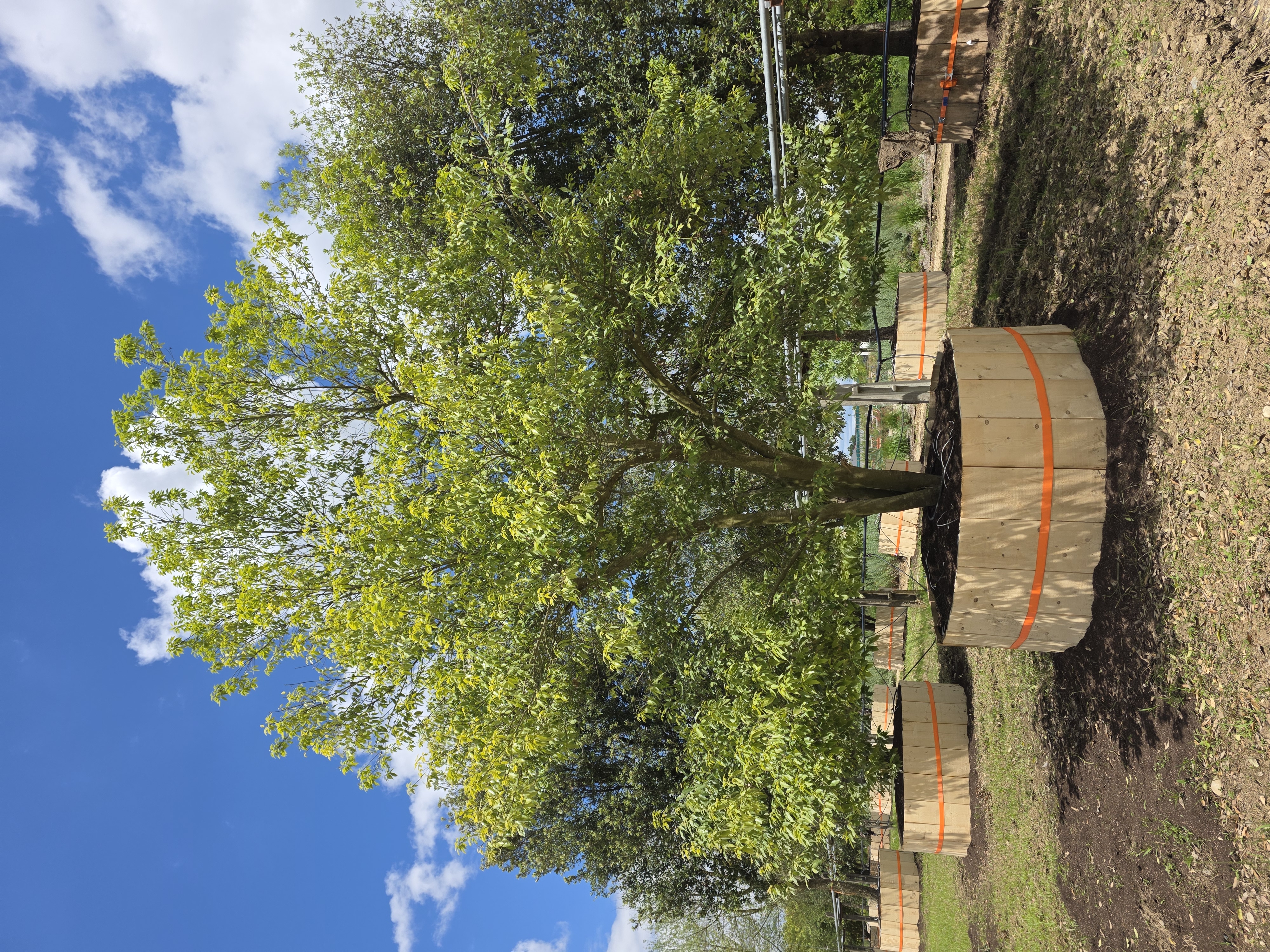 QUERCUS myrsinifolia