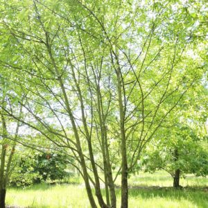 QUERCUS nigra