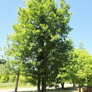 QUERCUS petraea
