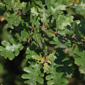 QUERCUS pubescens