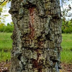 QUERCUS suber