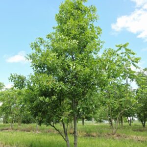 QUERCUS turneri 'Pseudoturneri'