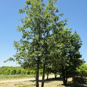 QUERCUS variabilis