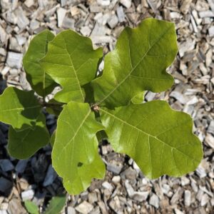 QUERCUS velutina