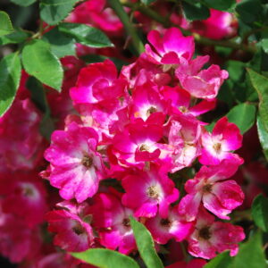 ROSA rugosa 'Max Graf'