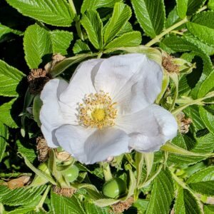 ROSA rugosa 'Alba'