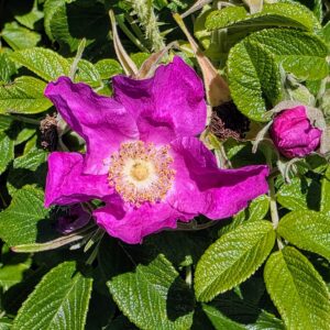 ROSA rugosa 'Rubra'