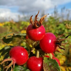 ROSA rugosa