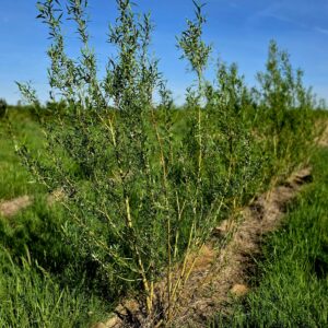 SALIX alba 'Chermesina'