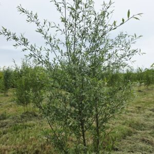SALIX alba 'Drakenburg'