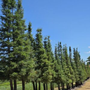 SEQUOIA sempervirens