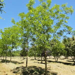 SOPHORA pubescens