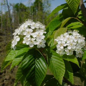 SORBUS alnifolia 'Subcordata'