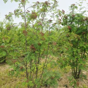 SORBUS aucuparia