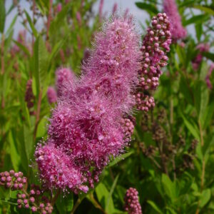 SPIRAEA douglasii 'Rosea'