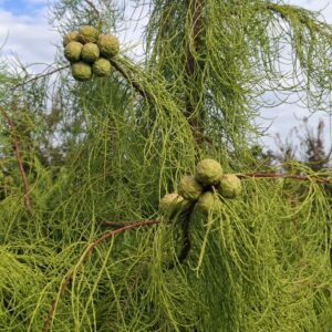 TAXODIUM ascendant 'Nutans'