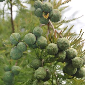 TAXODIUM distichum