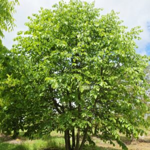 TILIA cordata