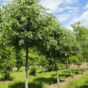 TILIA cordata 'Greenspire'