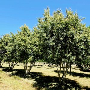 TILIA mongolica