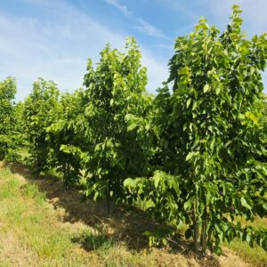 TILIA monticola 'Erecta'